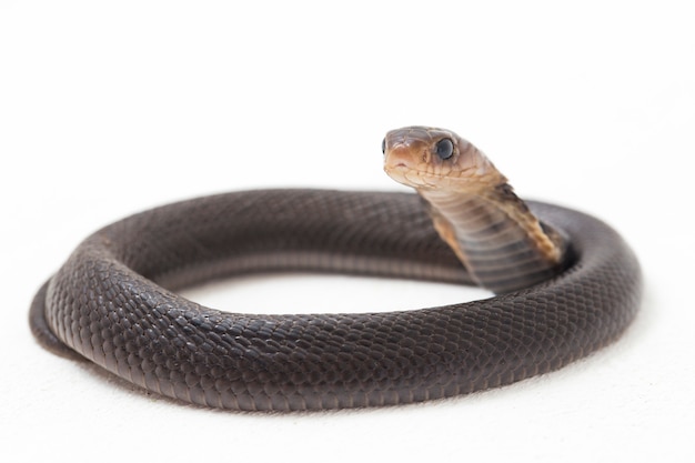 Close-up van Javaanse spugende cobra