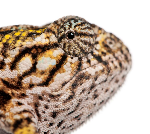 Close-up van jong panterkameleon, furcifer-pardalis, op geïsoleerd wit