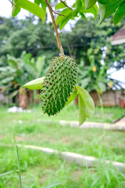 Close-up van jong zuurzakfruit