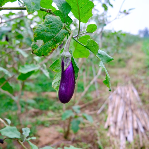 close-up van jonge aubergines die vers op de plantage groeien