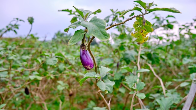 close-up van jonge aubergines die vers op de plantage groeien