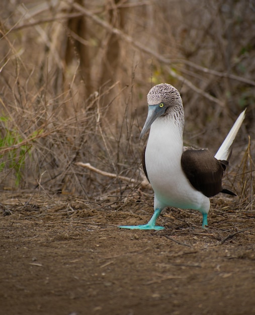 Close-up van jonge blauwe footed booby vogel in Galapagos Eilanden Ecuador Ecotoerisme reisbestemmingen