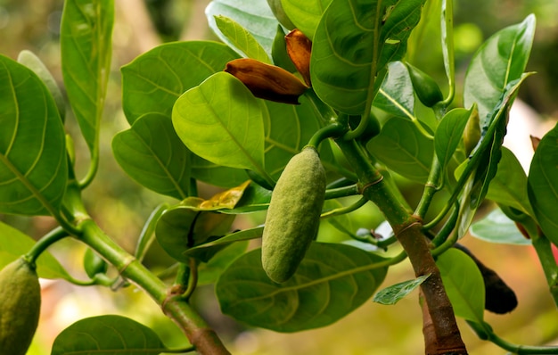 Close-up van jonge jackfruit en zijn bloem aan de boom