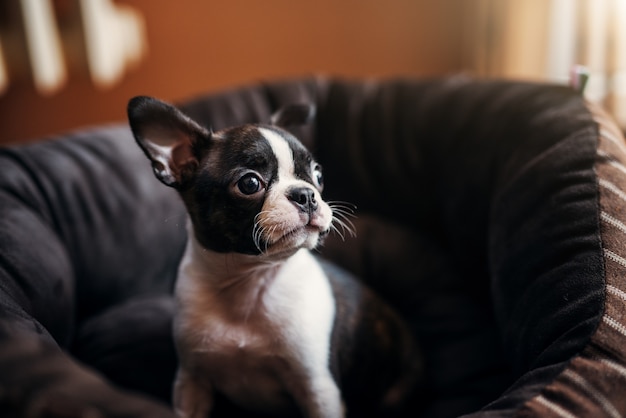 Close up van jonge mooie hond zittend op de fauteuil. Boston terrier.