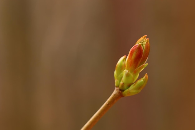 Foto close-up van jonge opnames