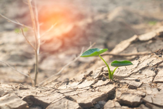 Close-up van jonge plant die opgroeit op desolaat land Nieuw levensconceptKleine planten op de crack-aarde