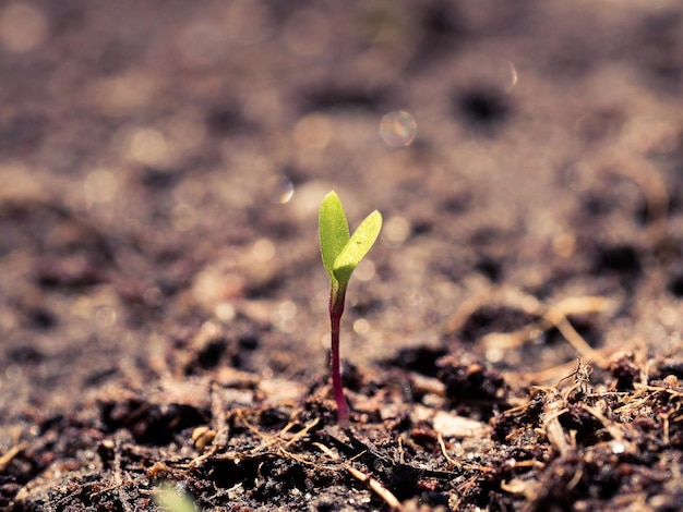 Close-up van jonge planten die in de open lucht groeien
