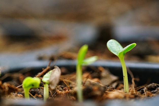 Foto close-up van jonge planten