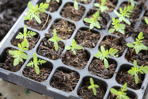 Foto close-up van jonge planten