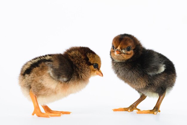 Close-up van jonge vogels op een witte achtergrond