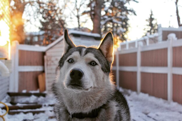 Foto close-up van juneau de husky