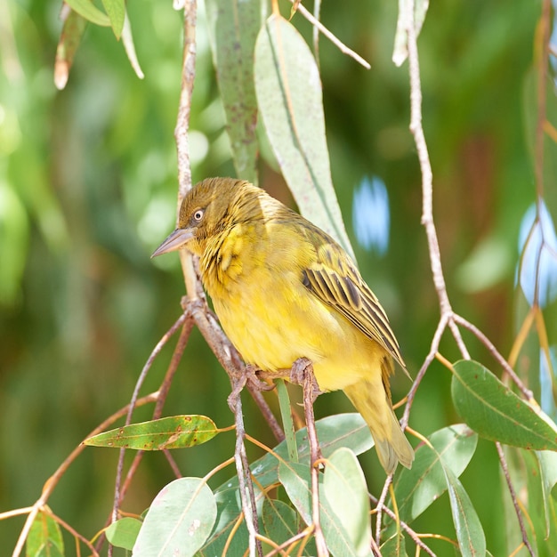 Close-up van Kaapse wever vogel zat op citroen geurende gom boomtak met groene bladeren tegen bokeh kopie ruimte achtergrond Birdwatching aviaire dieren in het wild van ploceus xanthops in natuurgebied habitat