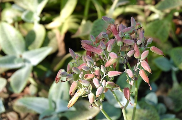 Close-up van Kalanchoë Humilis-vetplant met bloesem