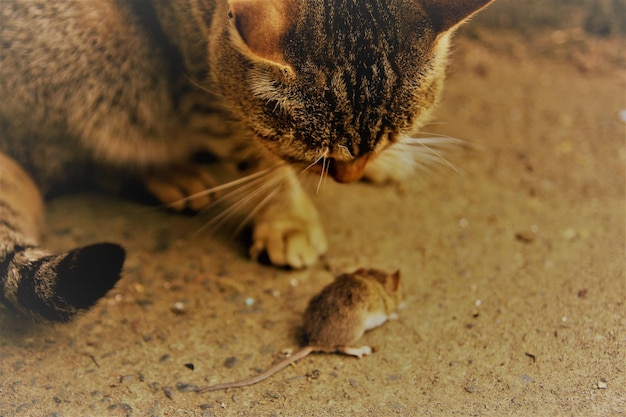 Foto close-up van kat en muis