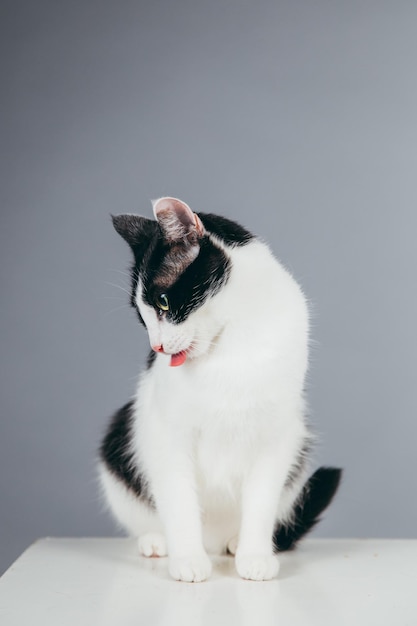 Close-up van kat op kubus tegen een grijze achtergrond