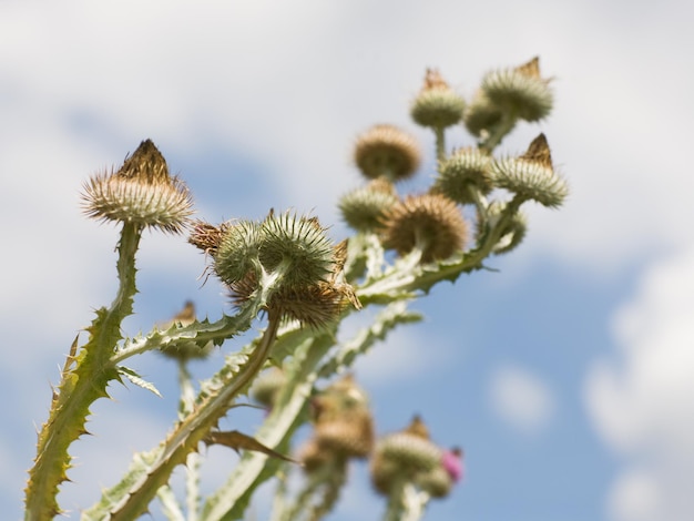 Close-up van katoendistel, onopordum acanthium