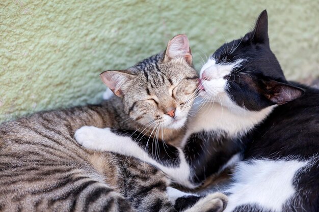 Foto close-up van katten die rusten