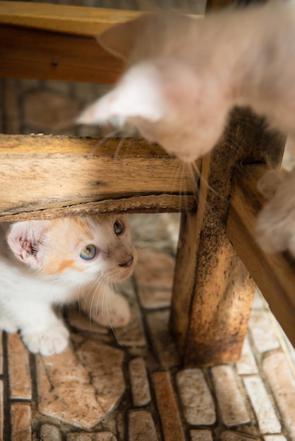 Foto close-up van katten op hout