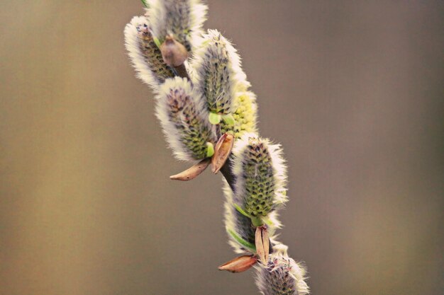 Foto close-up van katten