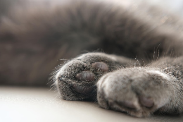 Close-up van kattenpoten met roze kussentjes