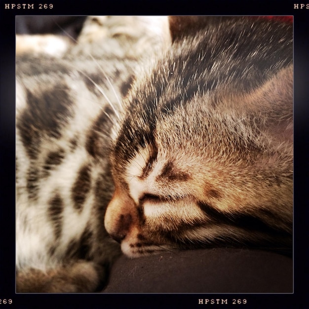 Foto close-up van kattenslaap