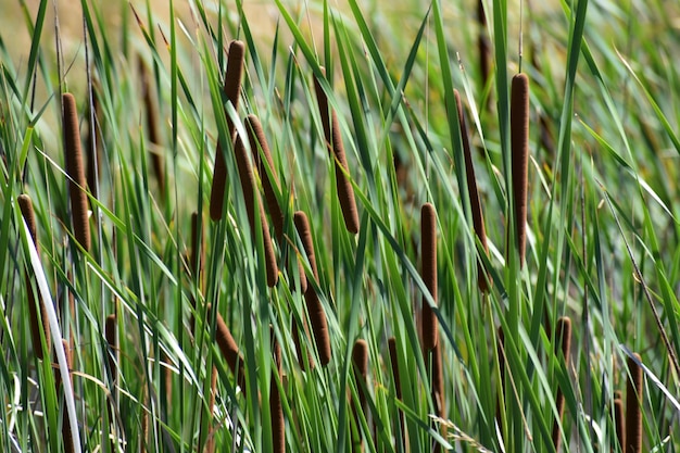 Close-up van kattenstaart in het veld