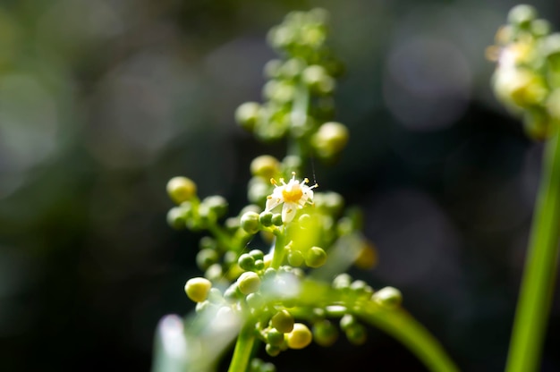 Close up van Kedondong ambarella of juni pruim Spondias dulcis bloemen in ondiepe focus