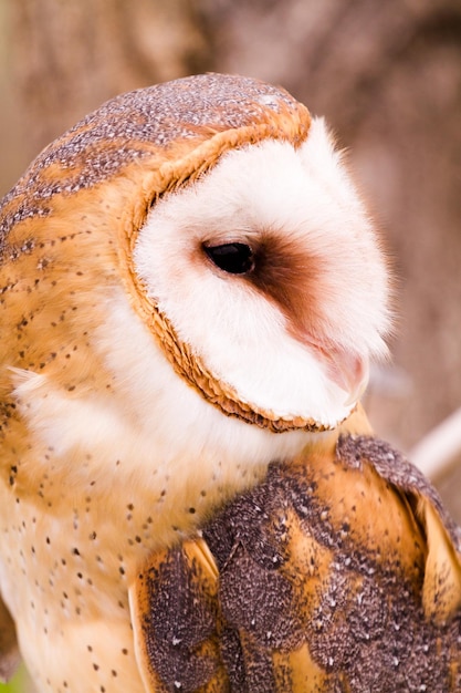 Close up van kerkuil in gevangenschap.