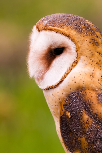 Close up van kerkuil in gevangenschap.