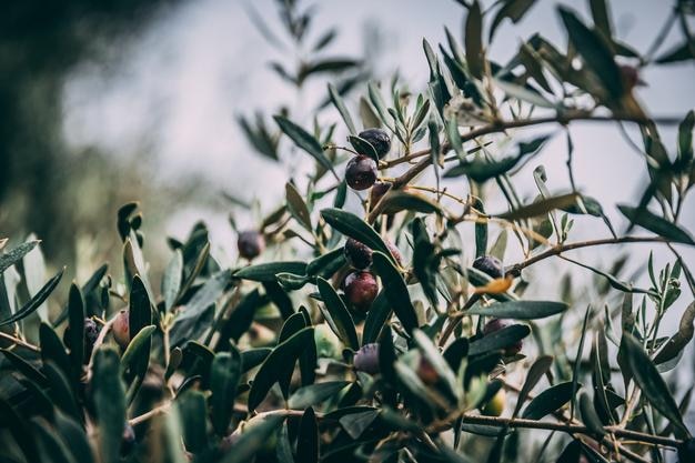 Foto close-up van kersen die op een boom groeien