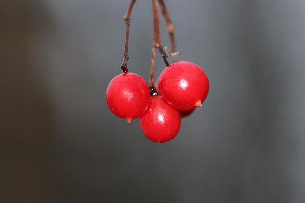 Foto close-up van kersen op de boom