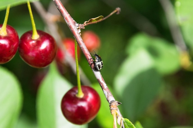 Foto close-up van kersen op een boom en een insect