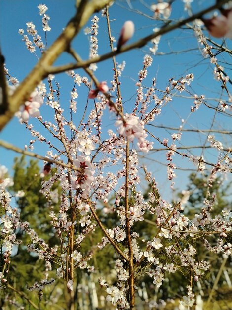 Foto close-up van kersenbloesem tegen de lucht