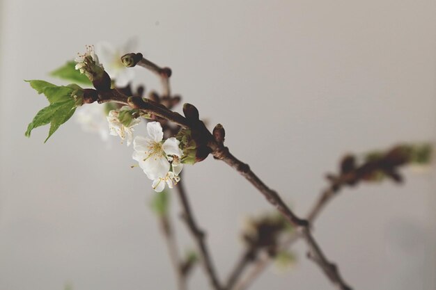 Foto close-up van kersenbloesems in het voorjaar