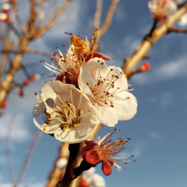 Foto close-up van kersenbloesems in het voorjaar