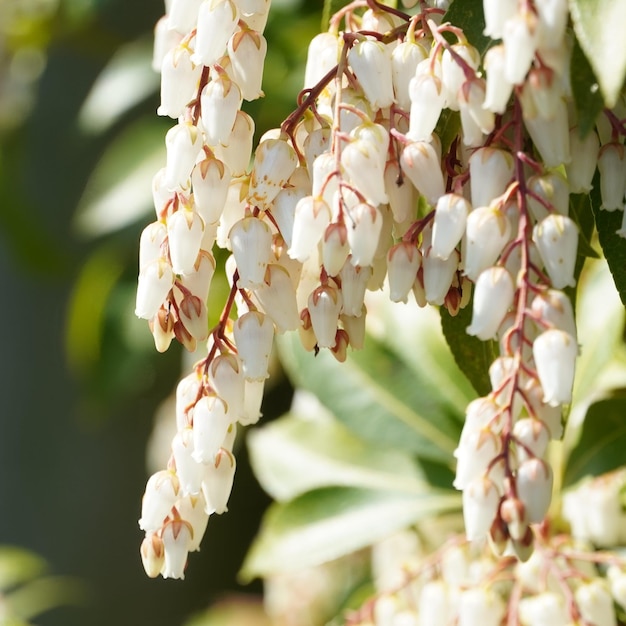 Foto close-up van kersenbloesems op een boom