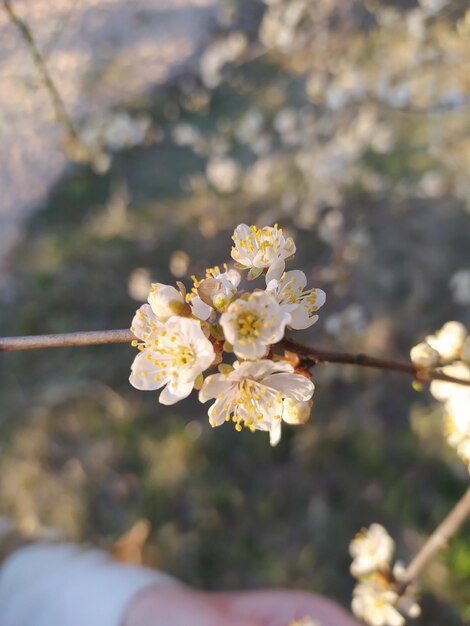 Foto close-up van kersenbloesems op een boom