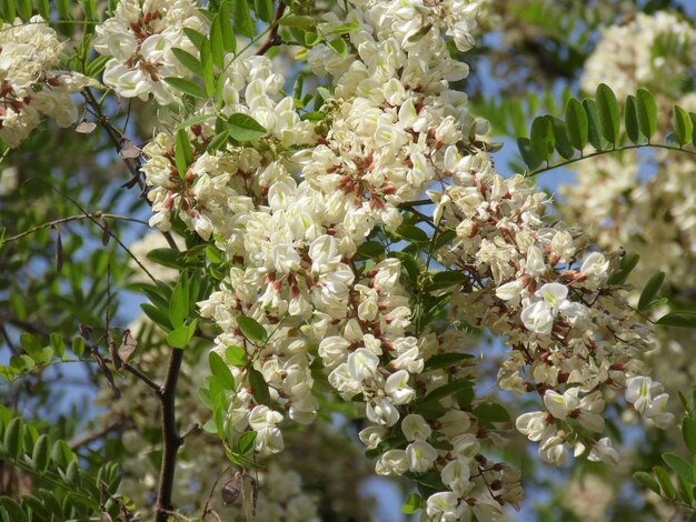 Close-up van kersenbloesems