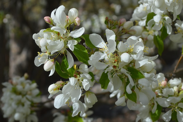 Close-up van kersenbloesems