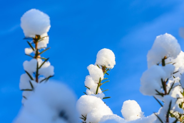 Close-up van kerstboom in december bedekt met sneeuw op blauwe hemelachtergrond