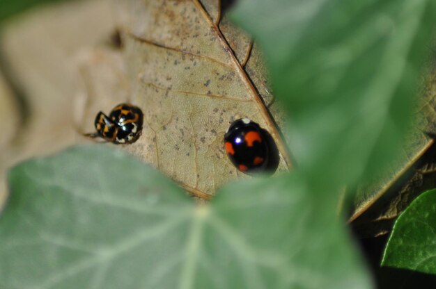 Foto close-up van kevers op blad