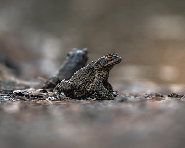 Close-up van kikker op rots