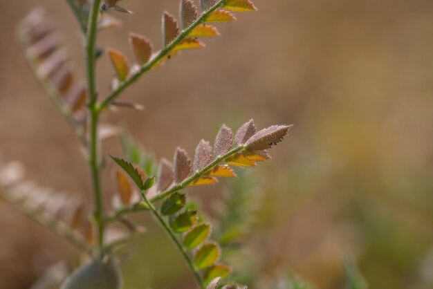 Close-up van kikkererwten pod met groene jonge planten op het gebied van de boerderij,