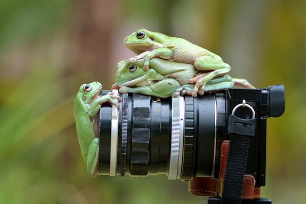 Foto close-up van kikkers op camera