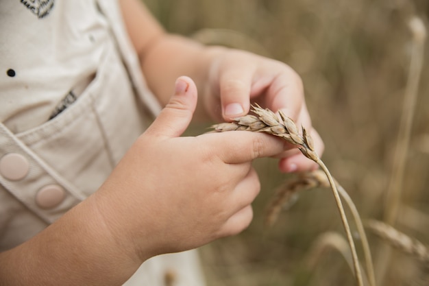 close-up van kinderhanden die een tarweoor raken