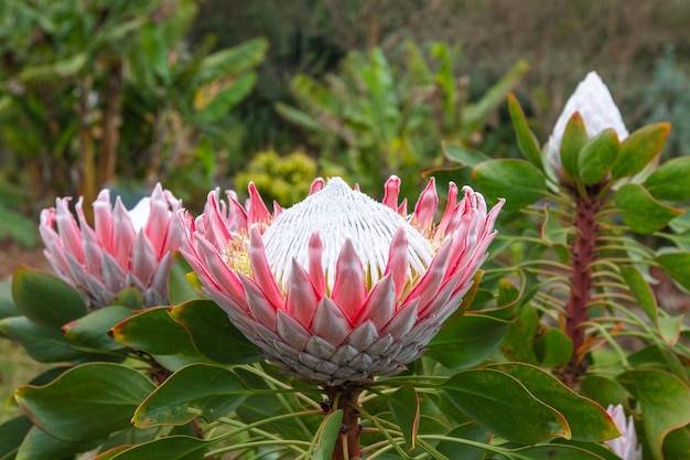 Close-up van King protea Protea cynaroides bloeien in de tuin op Hawaï