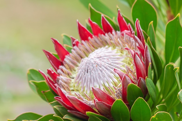 Close-up van King protea Protea cynaroides bloeit in de tuin op Hawaï