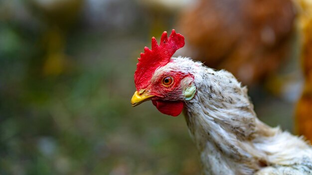 Close up van kip wandelen in de paddock buiten