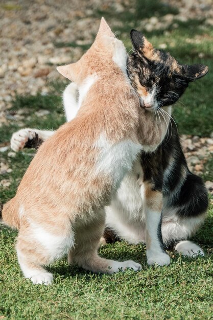 Foto close-up van kittens die elkaar omhelzen terwijl ze op een grasveld zitten