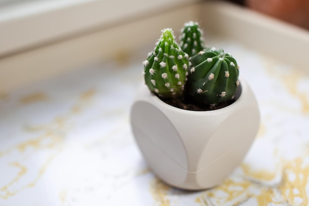 Close-up van kleine cactus in pot op marmeren tafel